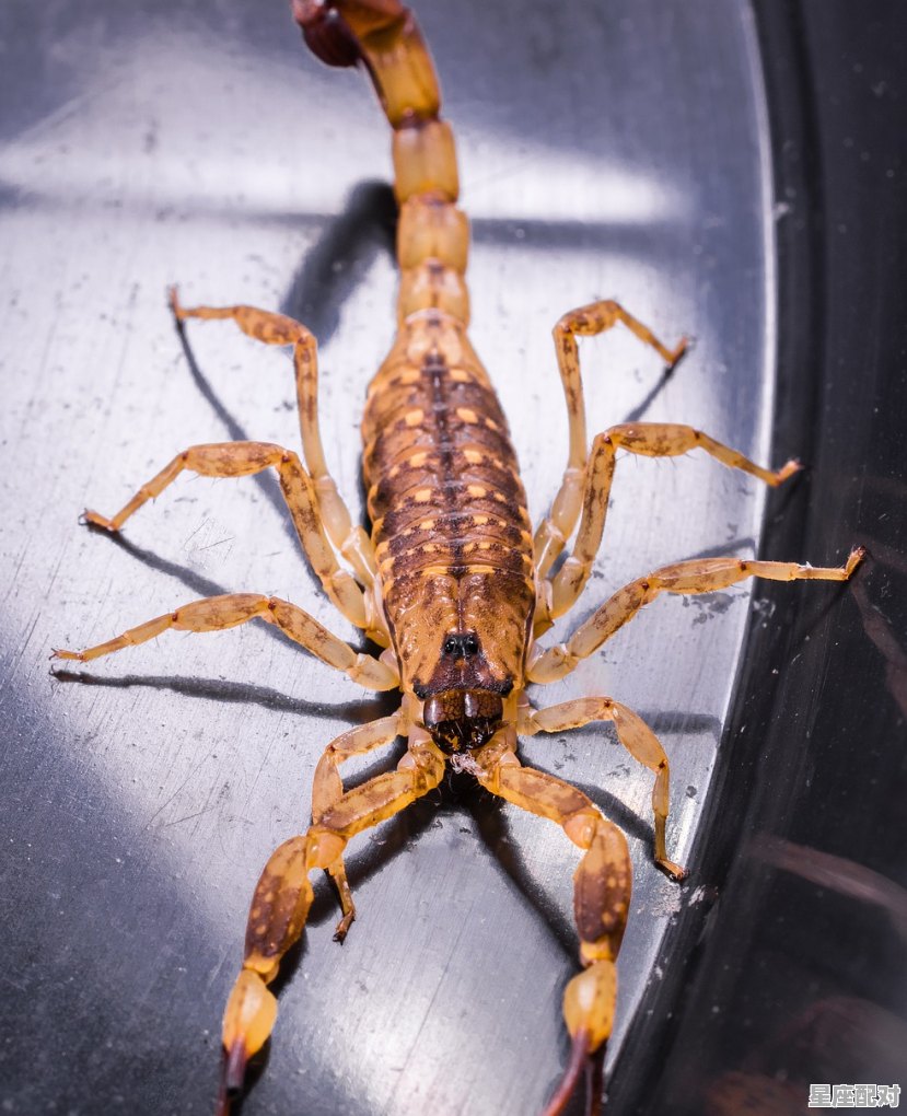 天蝎属龙女今日运势,天蝎属龙女今日运势 - 星座运势