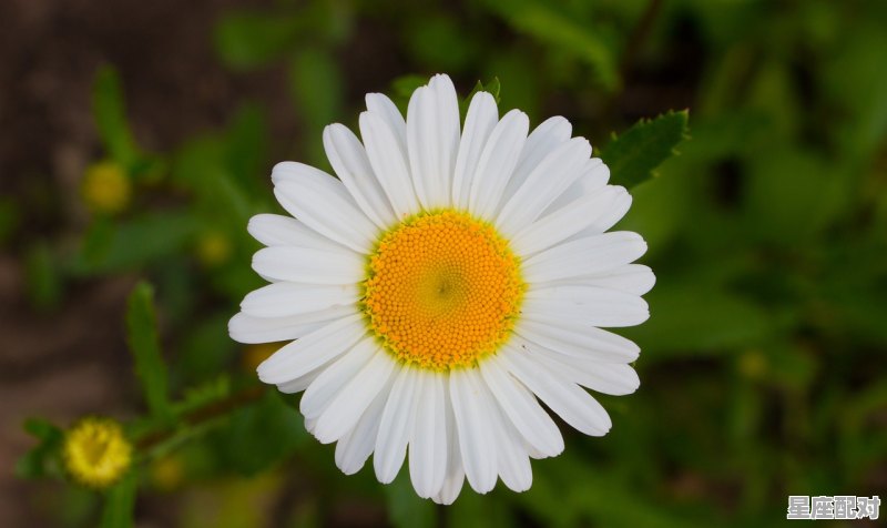 12星座的守护神是什么颜色,十二星座什么绿 - 星座运势