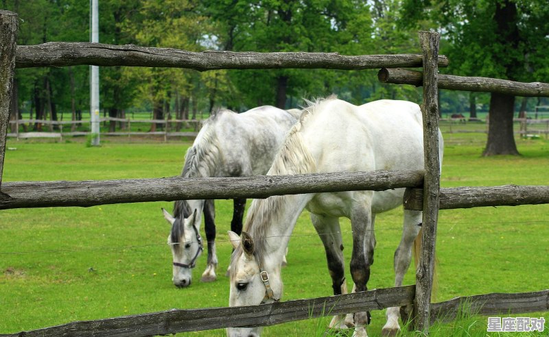 今晚旺什么生肖_今晚人间借一宿代表什么动物 - 星座运势