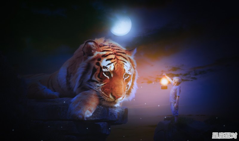 虎代表什么数字，二五反复是什么生肖 - 星座运势