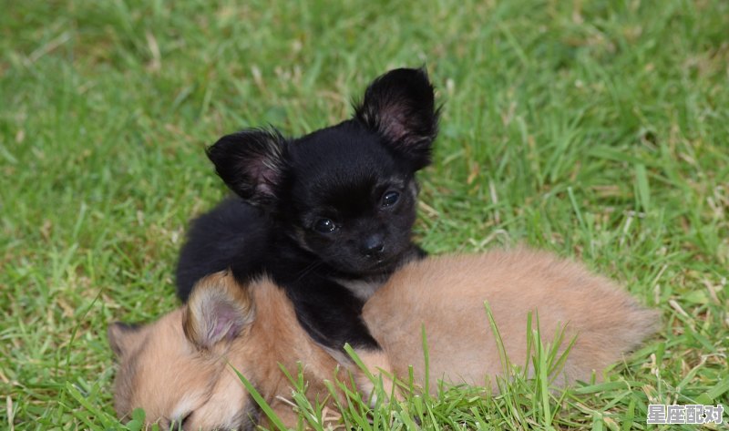 1993年出生是什么属相,1993年属什么生肖属相 1993年出生是什么属相,1993年属什么生肖属相 - 星座运势