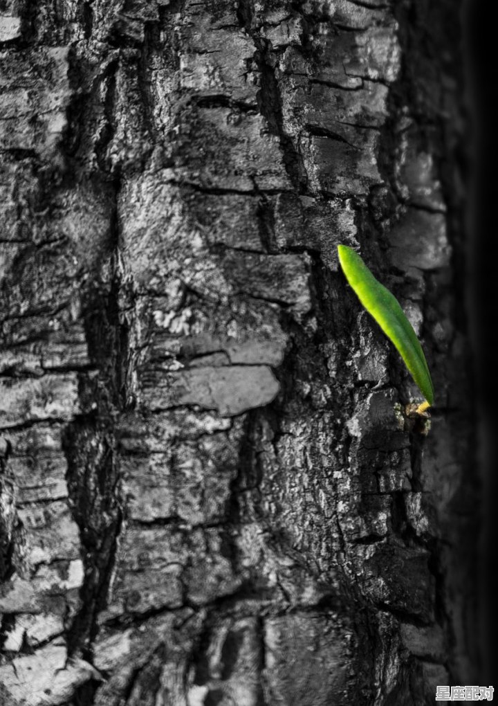 河南哪里有麻梨疙瘩树_团结就是力量名人例子50字 河南哪里有麻梨疙瘩树_团结就是力量名人例子50字 - 星座运势