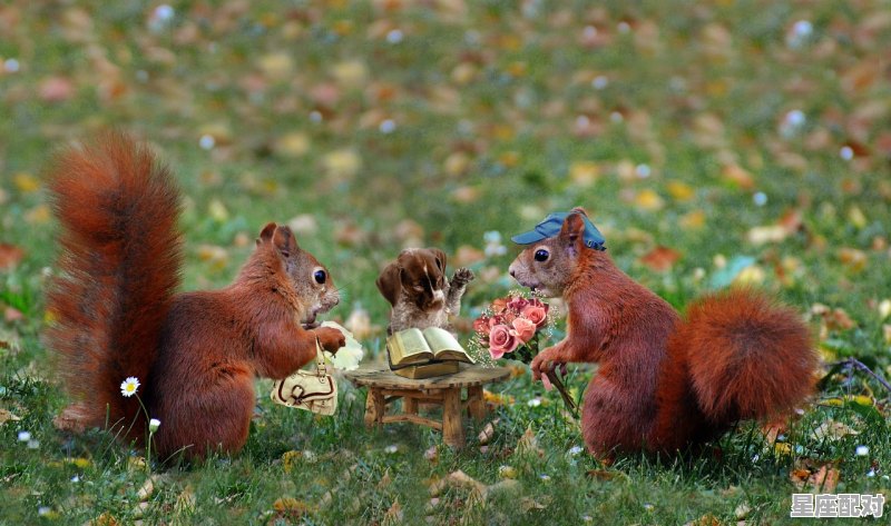 男属兔女属龙什么时间结婚是佳期_龙女鼠男今日运势 男属兔女属龙什么时间结婚是佳期_龙女鼠男今日运势 - 星座运势
