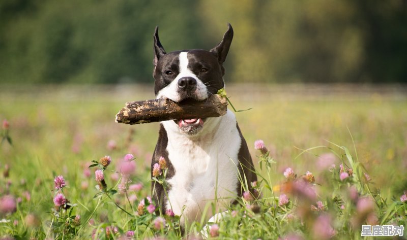 哪部动画片里有会说话的动物,梦到动物会说话 哪部动画片里有会说话的动物,梦到动物会说话 - 星座运势