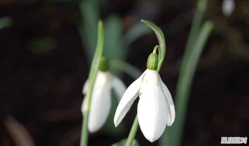 12大星座的日期，今日星座是什么座 - 星座运势