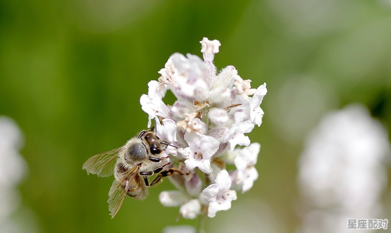 接花疙瘩什么意思_疙瘩子亲是什么意思 接花疙瘩什么意思_疙瘩子亲是什么意思 - 星座运势