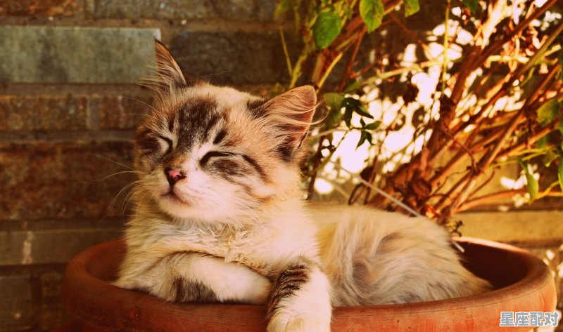 猫咪的腿断了怎么办,梦到猫腿断了 - 星座运势