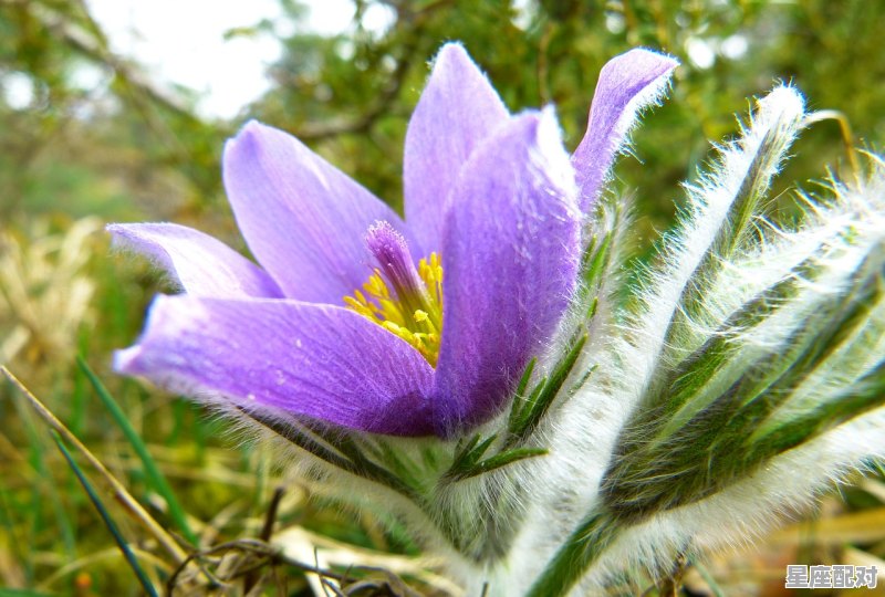 双鱼座性格特点,双鱼座性格情感 - 星座运势