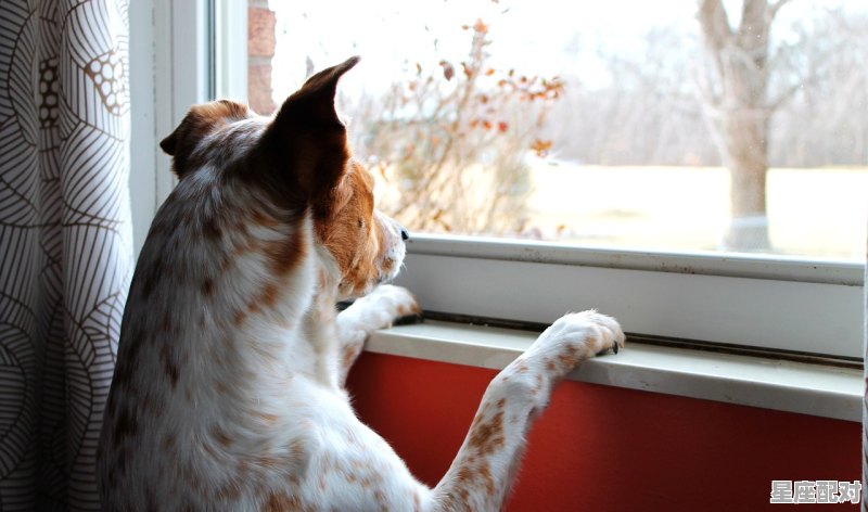 六合今见吉祥是什么动物,愿望成真是什么生肖 - 星座运势