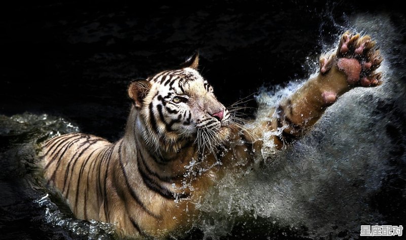 1950年的人属啥_1950年是属虎吗 - 星座运势