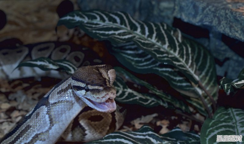黄蟒蛇,寓意_纯白色的蛇象征着什么 黄蟒蛇,寓意_纯白色的蛇象征着什么 - 星座运势