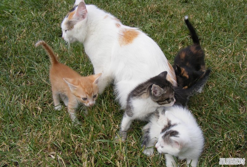 同是天涯沦落人是什么生肖,女人天涯是什么生肖 同是天涯沦落人是什么生肖,女人天涯是什么生肖 - 星座运势