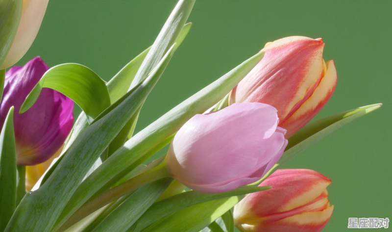 什么给属鼠相伴，属老鼠跟什么生肖最好 - 星座运势