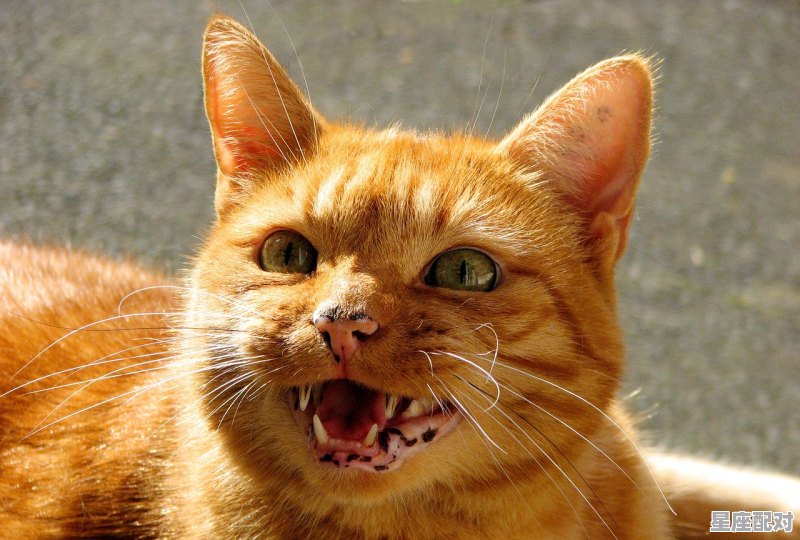 白羊座适合养什么猫_三个大喵书中的人物 白羊座适合养什么猫_三个大喵书中的人物 - 星座运势