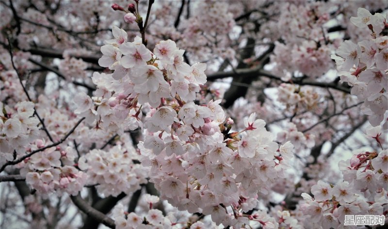 梅花挂灯笼是什么意思,高挂灯笼是什么生肖 梅花挂灯笼是什么意思,高挂灯笼是什么生肖 - 星座运势