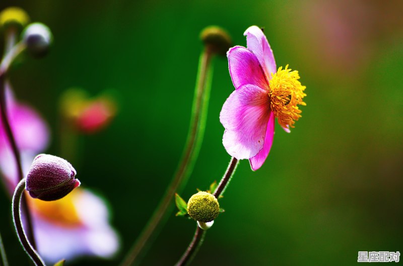 家又添喜人丁旺比喻什么动物_百业兴旺的动物是什么 家又添喜人丁旺比喻什么动物_百业兴旺的动物是什么 - 星座运势