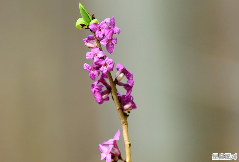 同学结成夫妇,用诗词祝福,玉骨金鸡是什么生肖 同学结成夫妇,用诗词祝福,玉骨金鸡是什么生肖 - 星座运势