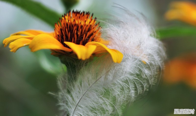 属鸡一生三个贵人，鸡年与什么生肖最合适 - 星座运势