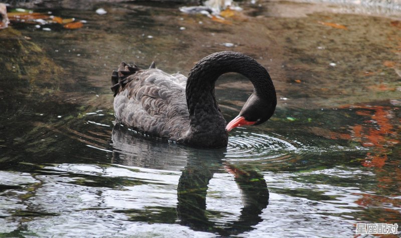 家里养的甲鱼下蛋了什么寓意,梦到甲鱼是什么预兆 - 星座运势