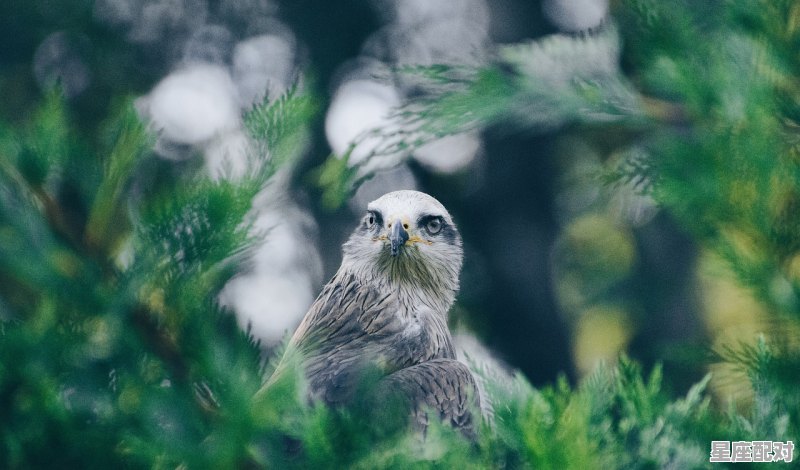 哪些名人是属鸡的农历十月出生,属鸡今日身体运势如何 - 星座运势