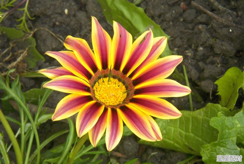 半抹残阳是什么星座,什么星座最像菊花 半抹残阳是什么星座,什么星座最像菊花 - 星座运势