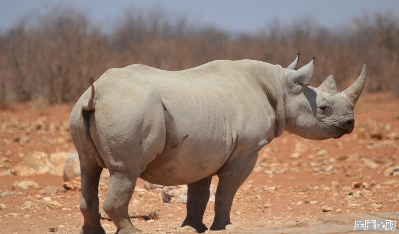 埃猜一动物,神化身的指什么生肖 埃猜一动物,神化身的指什么生肖 - 星座运势