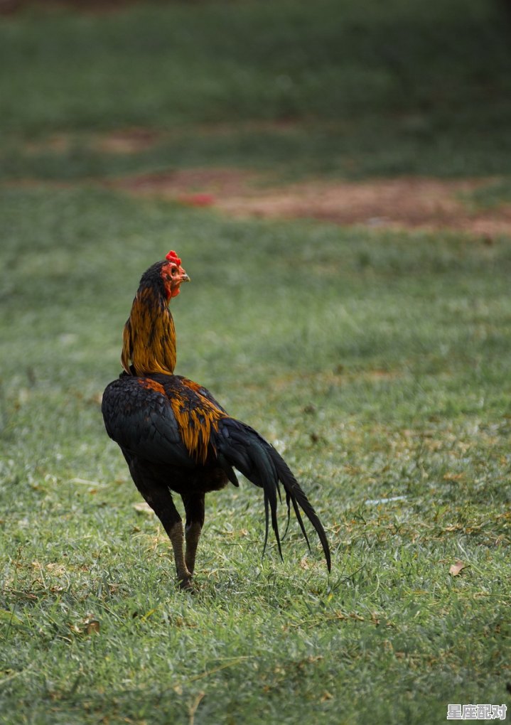 86年天秤座性格特点,天秤座鸡性格 - 星座运势