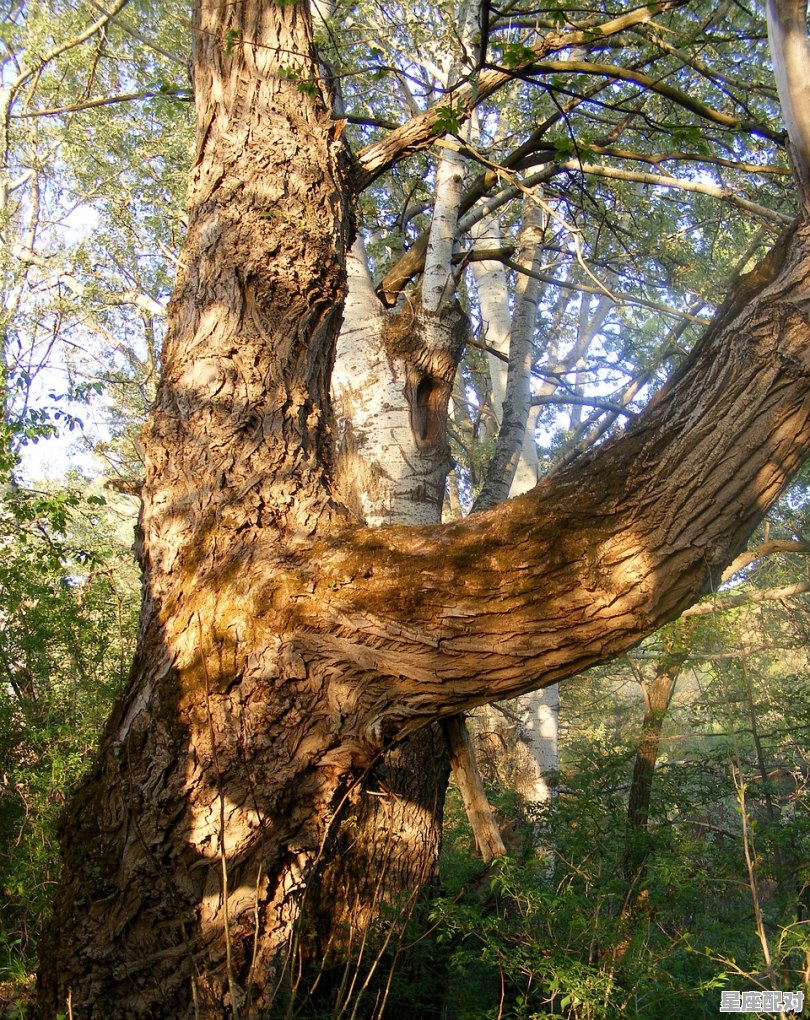 晚上做梦梦到好多蛇,晚上做梦梦到好多蛇 - 星座运势