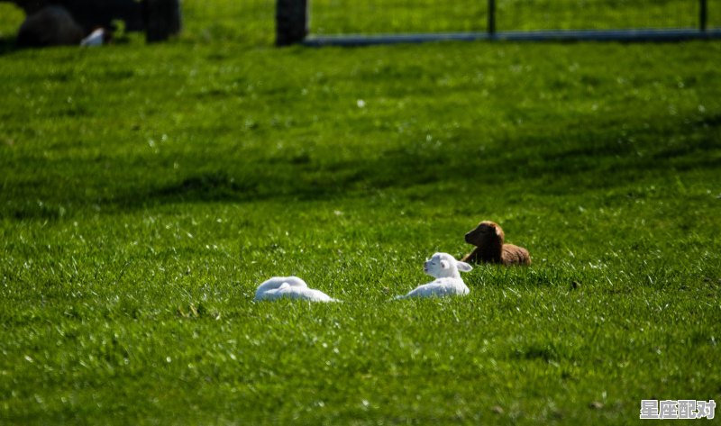 六只绵羊什么意思,做梦梦到羊是什么意思 六只绵羊什么意思,做梦梦到羊是什么意思 - 星座运势