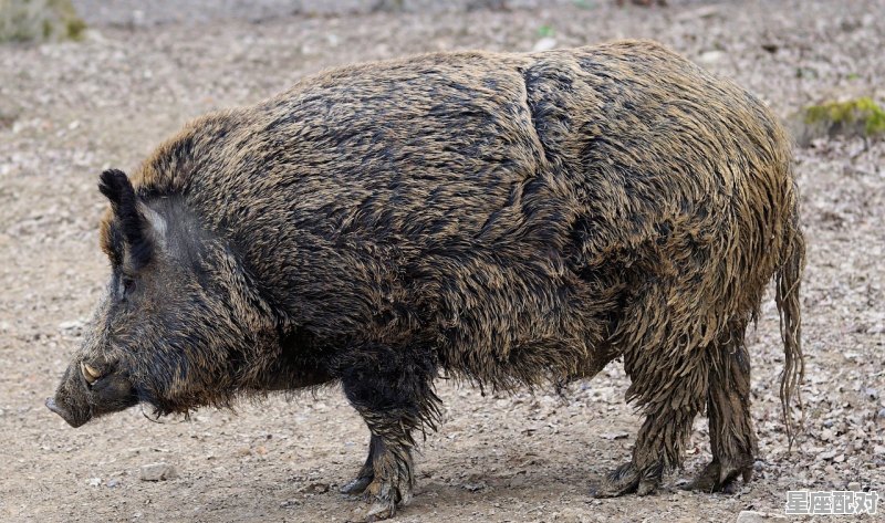单家独户是什么动物,独行天下有什么生肖 单家独户是什么动物,独行天下有什么生肖 - 星座运势