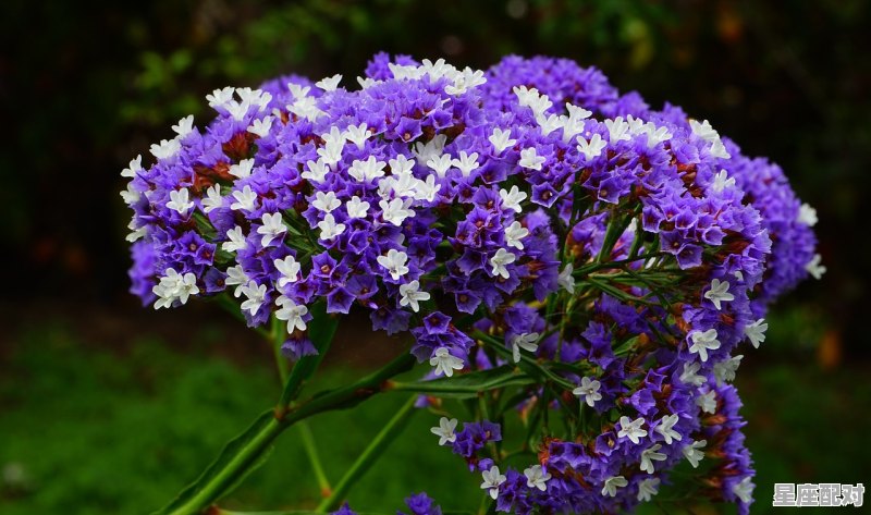 12月是什么星座最标准的_12月是什么星座 - 星座运势