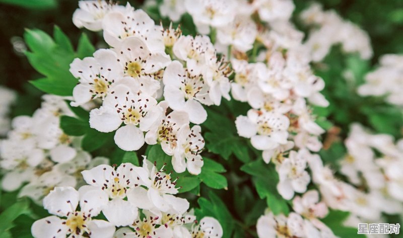 12星座2021下半年每月运势，十月份什么星座运势 - 星座运势