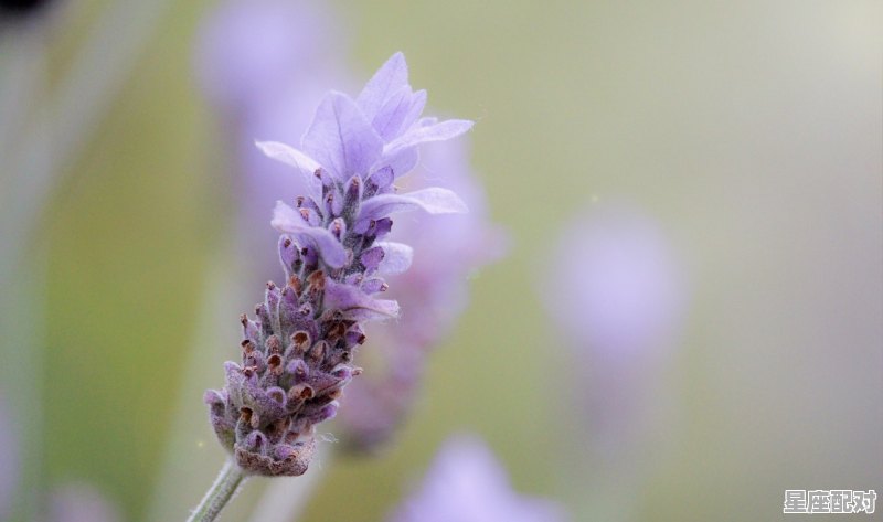 金牛座寿命最长是多少，什么星座容易失业 - 星座运势