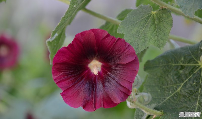 属虎的花是什么花,十二生肖养什么花招财 - 星座运势