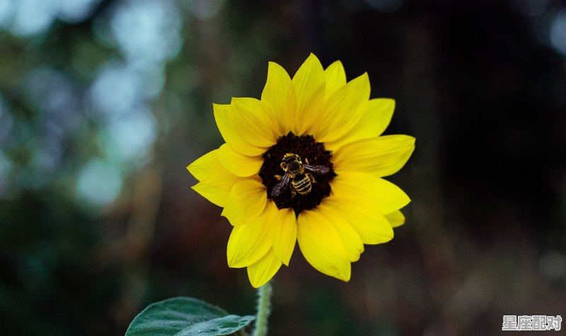 巨蟹座的前一个星座是什么座,巨蟹座一个星座是什么 巨蟹座的前一个星座是什么座,巨蟹座一个星座是什么 - 星座运势