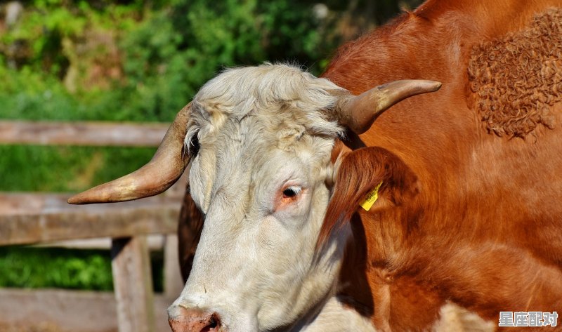 1972年农历8月27日生鼠女今天的运气,海南生肖鼠今日运势 1972年农历8月27日生鼠女今天的运气,海南生肖鼠今日运势 - 星座运势