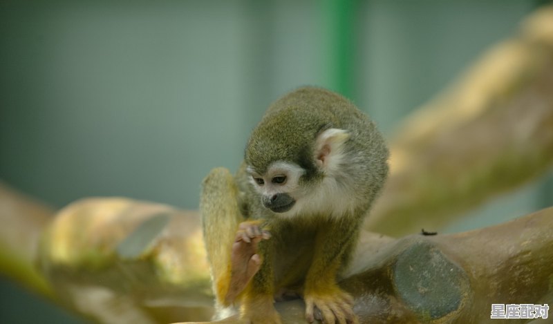 2021年12月4日属相查询，今日生肖运势生肖鼠 - 星座运势