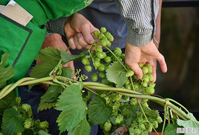 水果采摘视频文案，孕妇梦到摘水果 - 星座运势