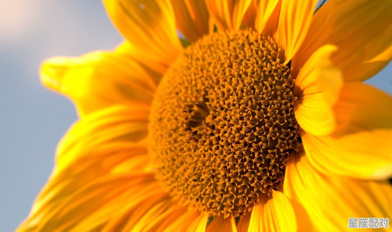 农历7月中旬是什么星座,7月中旬属于什么星座 - 星座运势