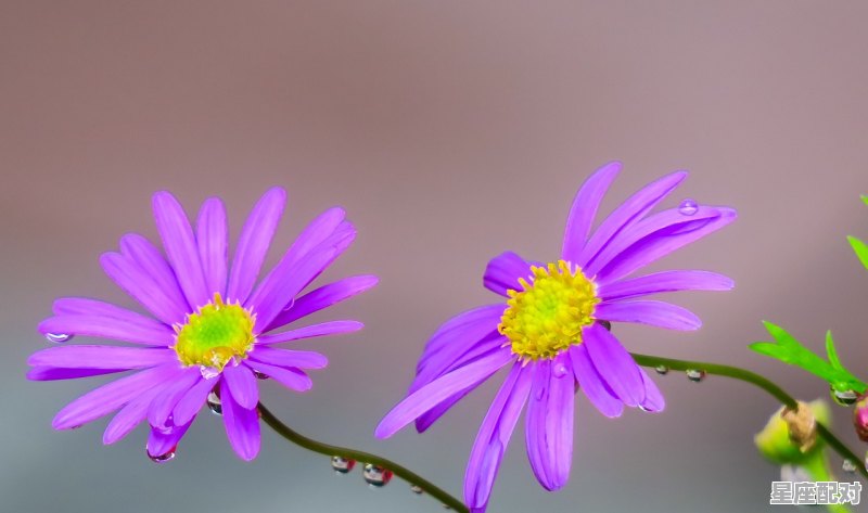 12星座最全配对详解,狮子座男与十二星座配对吗女生 - 星座运势