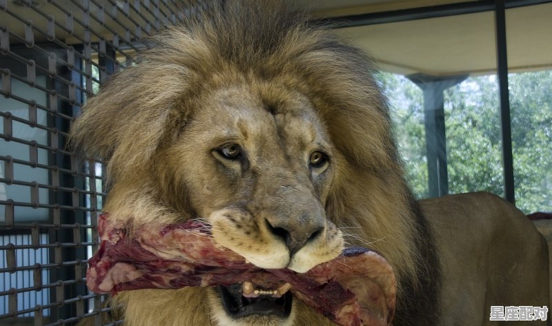 狮子女巨蟹男为啥是绝配_狮子座男为什么和白羊座女配 狮子女巨蟹男为啥是绝配_狮子座男为什么和白羊座女配 - 星座运势