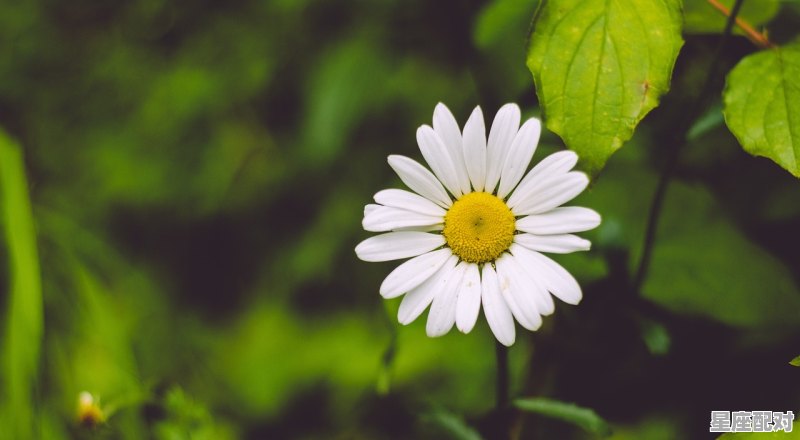 能陪白羊女一生的男人,和白羊最配的是什么星座配对呢男人 能陪白羊女一生的男人,和白羊最配的是什么星座配对呢男人 - 星座运势