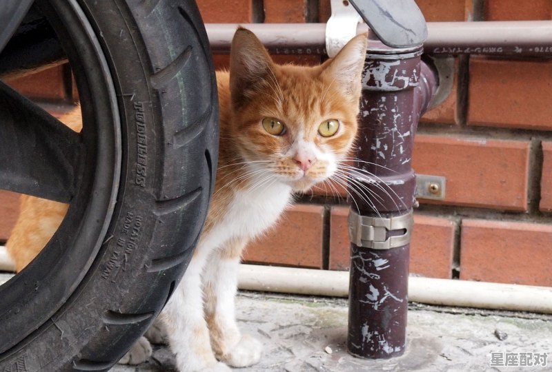 无家可归是什么动物_甜芋是什么动物 - 星座运势