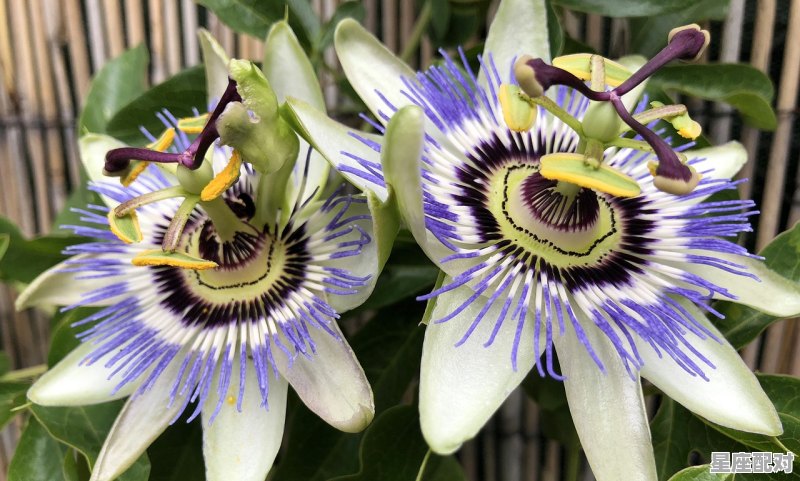 狮子座战斗力和性格,狮子座性格好不 狮子座战斗力和性格,狮子座性格好不 - 星座运势