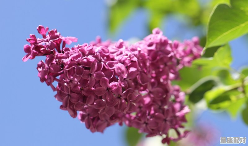 2021年12月属什么星座,月份十二月份是什么星座的 2021年12月属什么星座,月份十二月份是什么星座的 - 星座运势