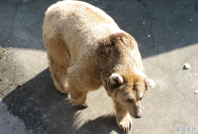 有关青蛙的脑筋急转弯,男人梦到青蛙 有关青蛙的脑筋急转弯,男人梦到青蛙 - 星座运势