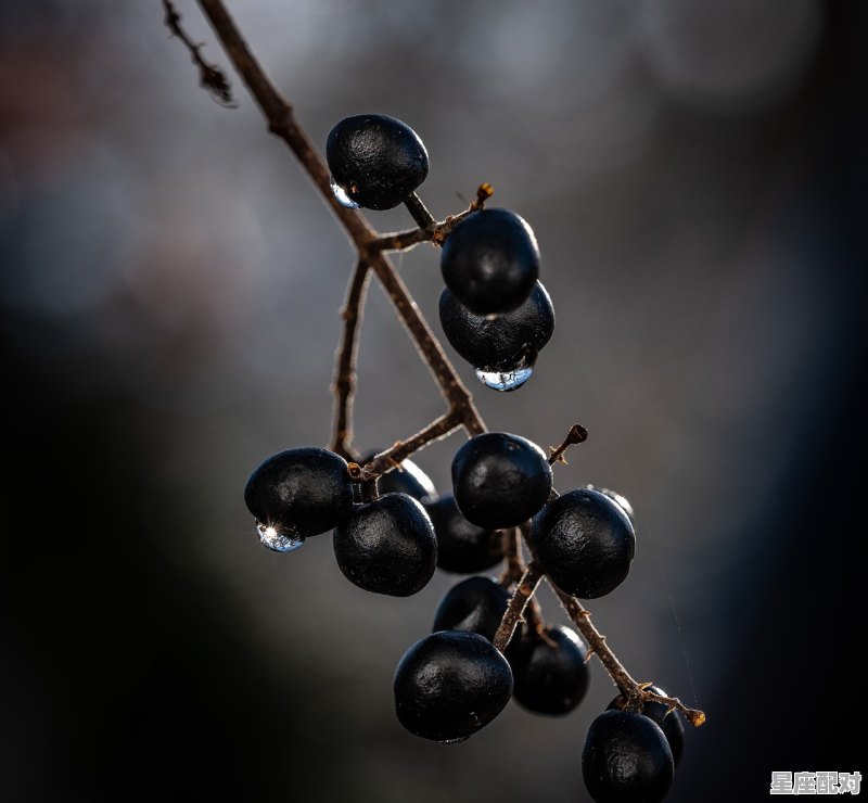 为什么会有大量黑蚂蚁出现_家里的厕所和卧室有很多黑色的小蚂蚁,是怎么回事,怎么能解决消灭呢 为什么会有大量黑蚂蚁出现_家里的厕所和卧室有很多黑色的小蚂蚁,是怎么回事,怎么能解决消灭呢 - 星座运势