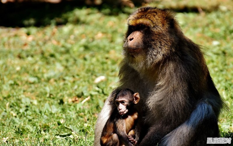 2016年六月份的猴是什么星座_32年出生的今年多大了 2016年六月份的猴是什么星座_32年出生的今年多大了 - 星座运势