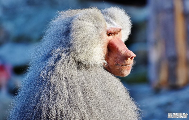 属猴跟属鼠的夫妻命运如何,男猴子和什么生肖最配 - 星座运势