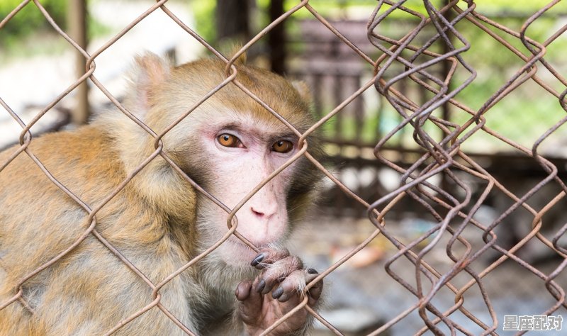 大猩猩的身高是多少,孕妇梦到大猩猩 大猩猩的身高是多少,孕妇梦到大猩猩 - 星座运势